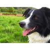 Border Collie Dog Mothers Day Greeting Card