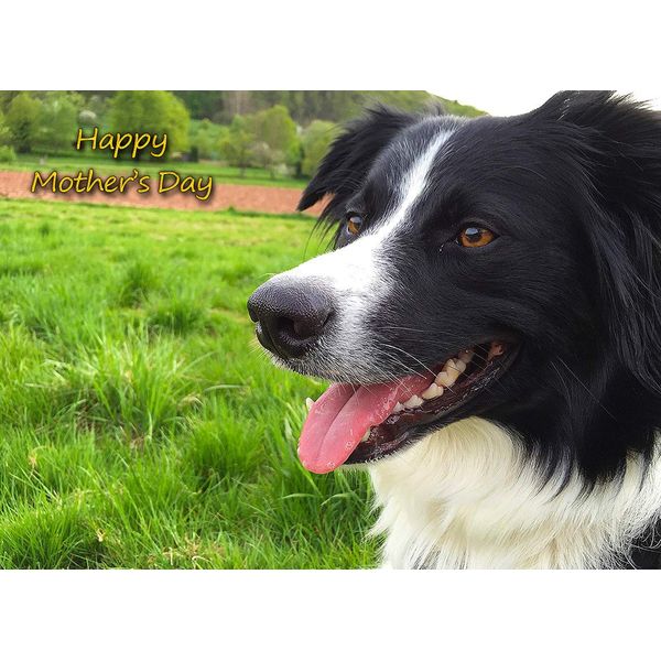 Border Collie Dog Mothers Day Greeting Card