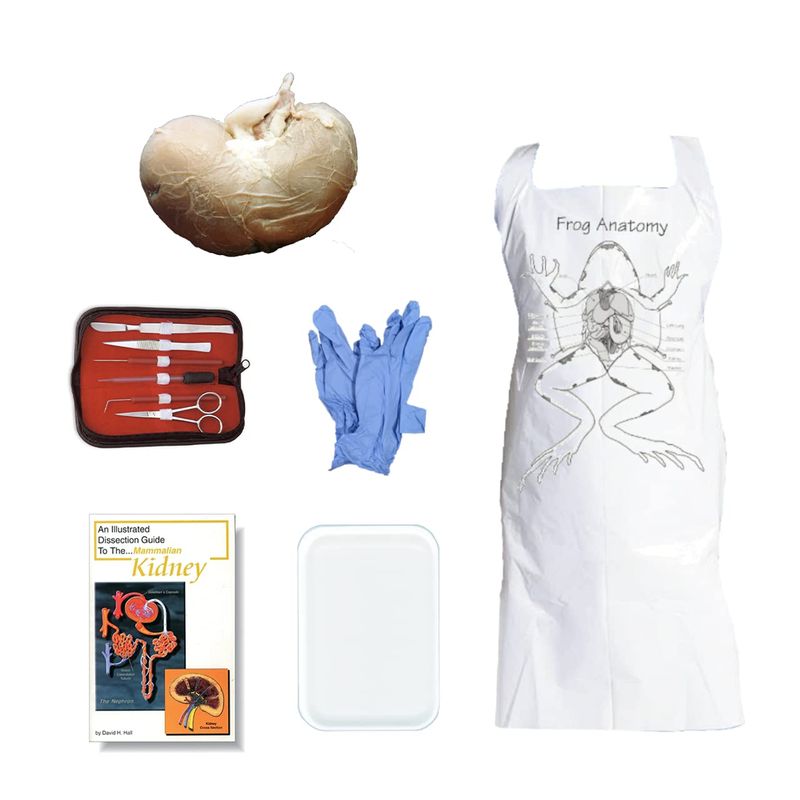 Anatomy Lab Sheep Kidney Dissection Kit with Scalpel Dissection Guide ...