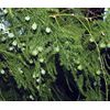 Fern Leaf Plumosus Asparagus Fern - 4" Pot - Easy to Grow - Great Houseplant