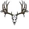 CafePress Mule Deer Skull 1 Sticker (Rectangle 10 pk)