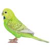 HiLine Gift Ltd. Budgerigar with Iron Foot Green