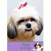 Shih Tzu Birthday Card