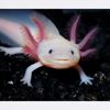 CafePress Axolotl Mousepad Non-slip Rubber Gaming Mousepad