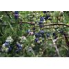 Dalen Bird X  Netting  14' x 45'  BN-4