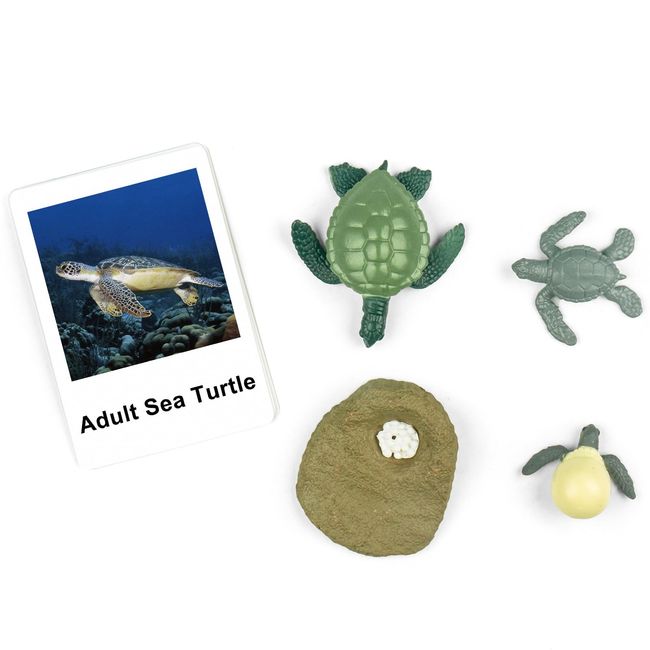 MEROCO Life Cycle of Turtle Montessori 3 Part Cards Baby Learning Toys Educational Toys for Toddlers