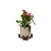 Potty Feet Butterfly and Cane Companion Bundle Set
