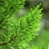 Cypress 10ml Incent Essential Oil Essential Oil