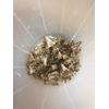 Dragonfli Box Tree Caterpillar Moth Trap - Includes 2 Pheromone Lures