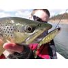 Berkley Powerbait Ripple Shad - Cappuccino 7cm