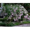 15 Baby Pink Crape Myrtle CUTTINGS for Rooting/Propag