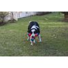 Chuckit! Amphibious Tri-Bumper Fetch Dog Toy, Medium (8.2 Inch),Black