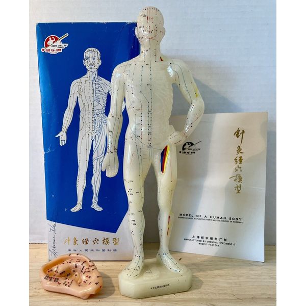 Chinese Acupuncture Points Model Rubber 11” Meridians Shanghai Specimens + Ear