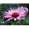 Inulin Capsules - Echinacea 400mg - Long Lasting Endurance's Pills 2B