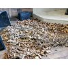 West Virginia Sassafras * Potent FRESH Dug Red Root* 1 Pound