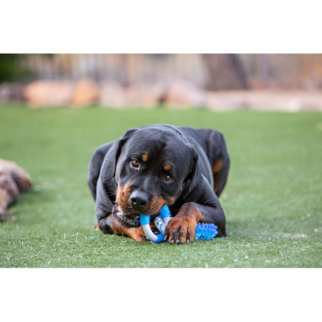 Multipet Canine Clean 5 in Peppermint Bone Dog Toy