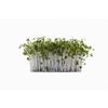 Broccoli Sprout Organic 80 Capsules