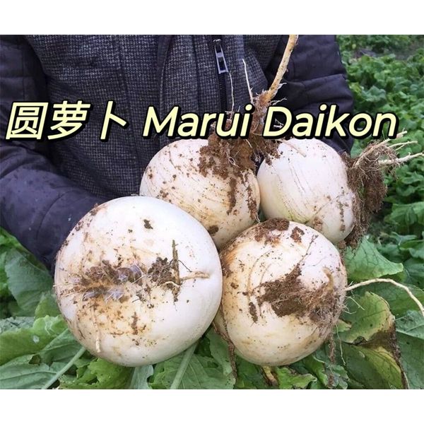 (US Seller) Round  daikon Radish Seeds不空心圆萝卜 200seeds  FREE SHIPPING US. 2024