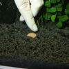 JBL root fertilizer for freshwater aquariums, balls, ProFlora