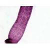 Artec Animal Tissue purepara-to A 94733