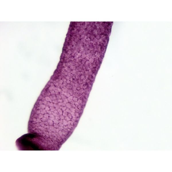 Artec Animal Tissue purepara-to A 94733