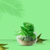 Aloe Vera Gift basket set for all occasion