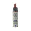 Beech No. 3 Princeps Original Bach Flower Beech Drops 10 ml