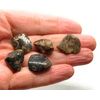 Turritella Agate Small Crystal Tumbled Stones - 5 Pc