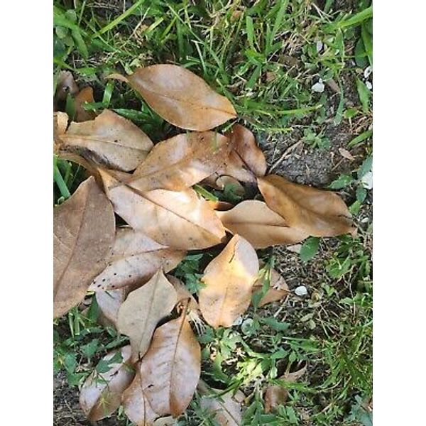 1 Gallon Organic Magnolia Leaves Leaf Litter Pet Reptile Terrarium Vivarium