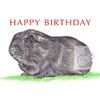 Blackie the Guinea Pig - Birthday Card