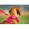 Belka Harness Brown S