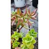 100 Assorted Succulent Cuttings with 40+ mixed varieties