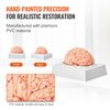 Human Brain Model Anatomy Teaching Brain Model 9-Part Labeled Life Size