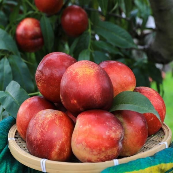 Peach Fantasia 2kg 4kg 2kg 1pc