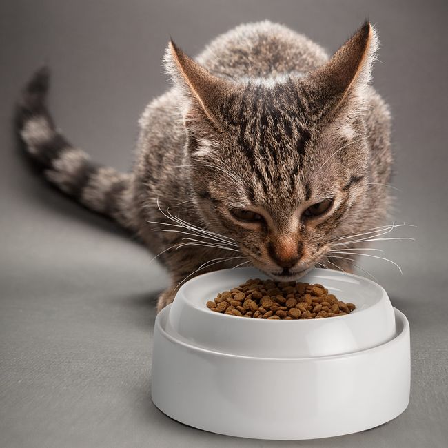 Small Ceramic Cat Food Bowl - Wide Shallow Cat Bowl with Non-Slip Mat -  Whisker Friendly Cat