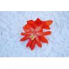 Christmas Cactus Starter Plant ~~Malibu~~ Schlumbergera Truncata
