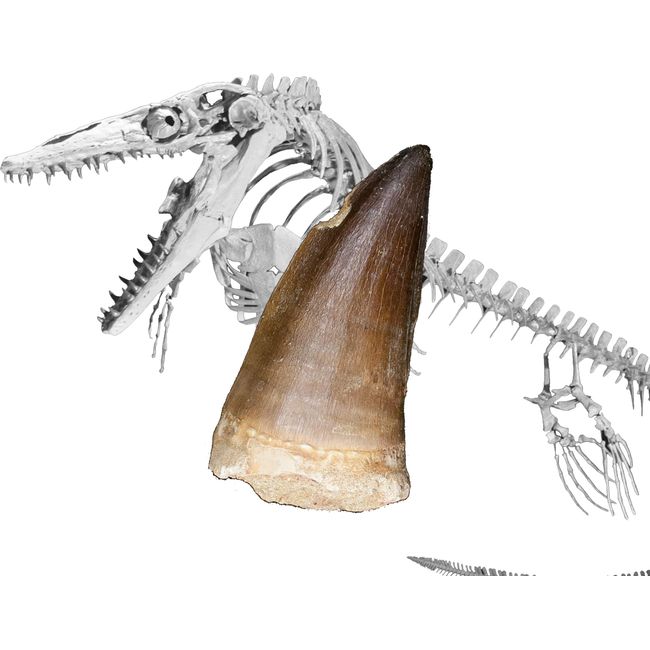 SCIENCE Dinosaur Fossil "Mosasaurus Tooth Fossil Approx. 0.8 inches (20 mm) (Mosasaurus tooth/Late Cretaceous/Kingdom of Morocco)" in original specimen case