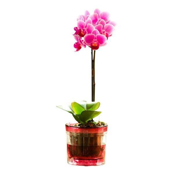 Mini Phalaenopsis Orchid Micro Phalaenopsis No. 2.5 Potted Plant, Aqua Pot, 1 Stand/Medium General, Flower Present, Opening Celebration, Mother's Day (Pink), Father's Day, Respect for the Aged Day