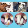 Dental Pets Teeth Cleaning Dog Tooth Scraper Pick Calculus Plaque Floss 5 Pc Kit