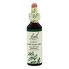 Bach Essence Holly 20 Milliliters