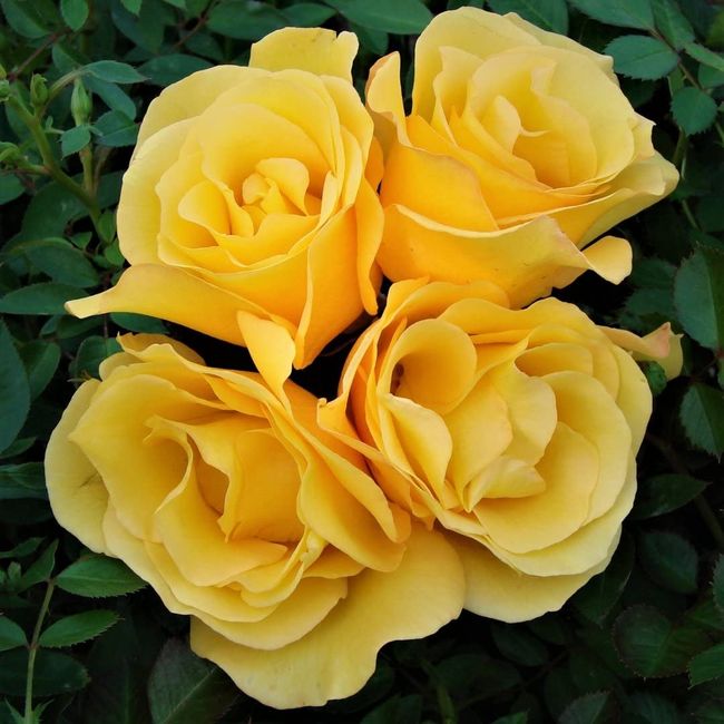 Rose Bush Keep Smiling - Floribunda Yellow Rose Bush for The Garden in a 3 Litre Pot (1 Plant)