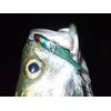 Puzzle Design reed Dibule 55TG #222 Ghost Bait DB55TG-222