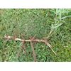 MOSO Live Bamboo Root 6pc per order, 5 in or longer.