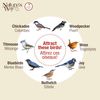 Nature's Way Bird Products CWF2 Cedar Suet Upside-Down Bird Feeder