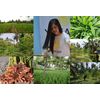 500 Capsules BANABA Leaf Extract 5000mg Corosolic Acid 3.8mg Lagerstroemia