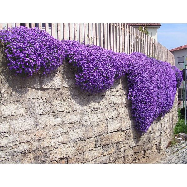 250 Aubrieta Seeds - Cascade Purple Flower Seeds, Perennial, Deer Resistant !