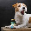 Brewers Yeast Chewables for Dogs, 250 Count