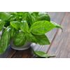 Make Your Skin Glow Supplements - Holy Basil Extract 745mg - Tulsi Tea 1B