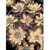 Variegated Ghost Plant Rare Succulent 4 Inches