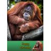 Orangutan Birthday Card
